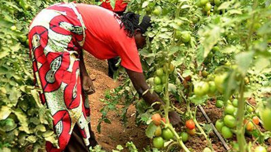 agric.jpg